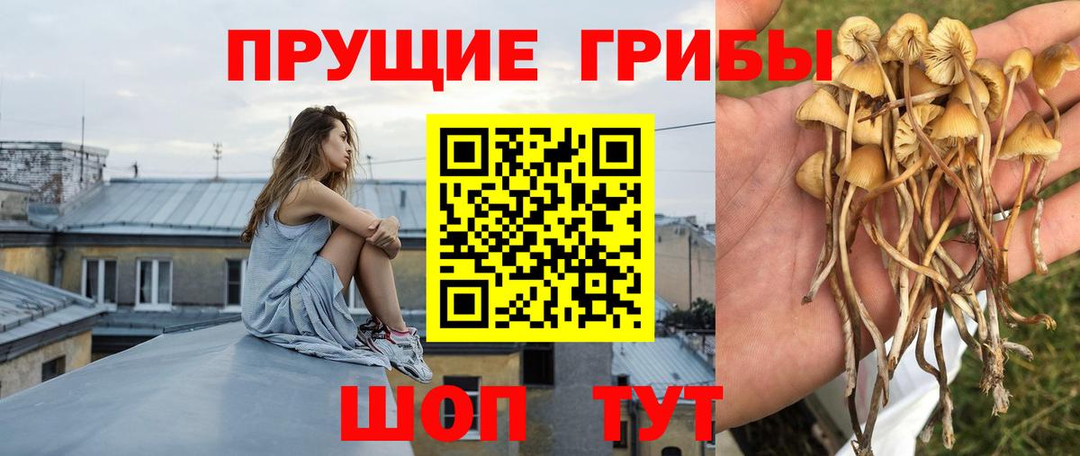 Псилоцибиновые грибы Psilocybine cubensis  наркотики  Псилоцибиновые грибы ЛСД  Камышлов  Вход с VPN 